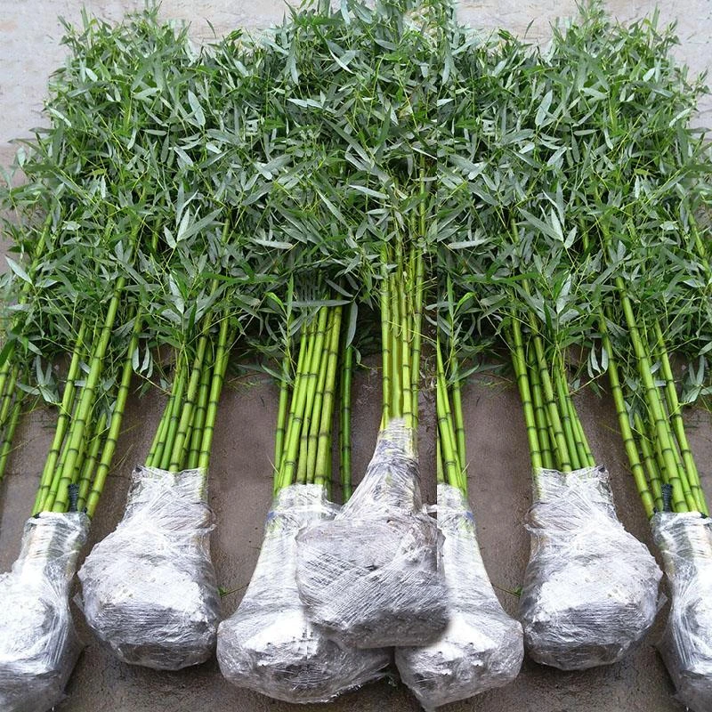 竹子苗四季竹庭院绿色植物北方耐寒室内盆栽四季青竹种植发芽繁殖