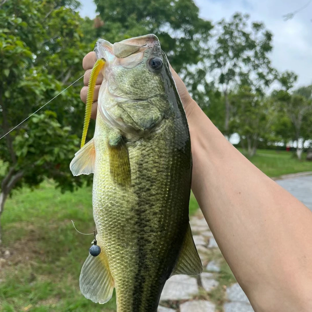鲈鱼加州鲈鱼优鲈三号大口鲈 淡水养殖