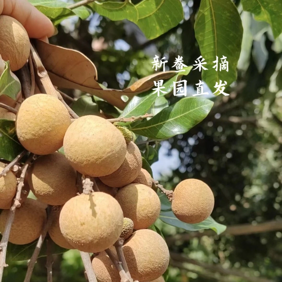 漳州水南老树龙眼果园直发3斤包邮