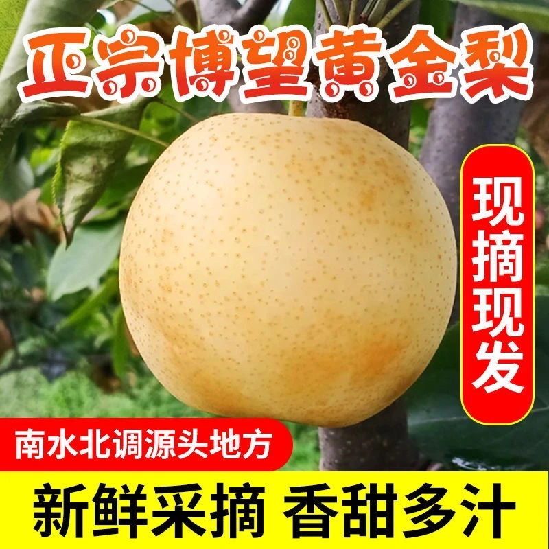 【农家自种】正宗南阳博望黄金梨现摘现发当季新鲜水果带箱3斤、5斤