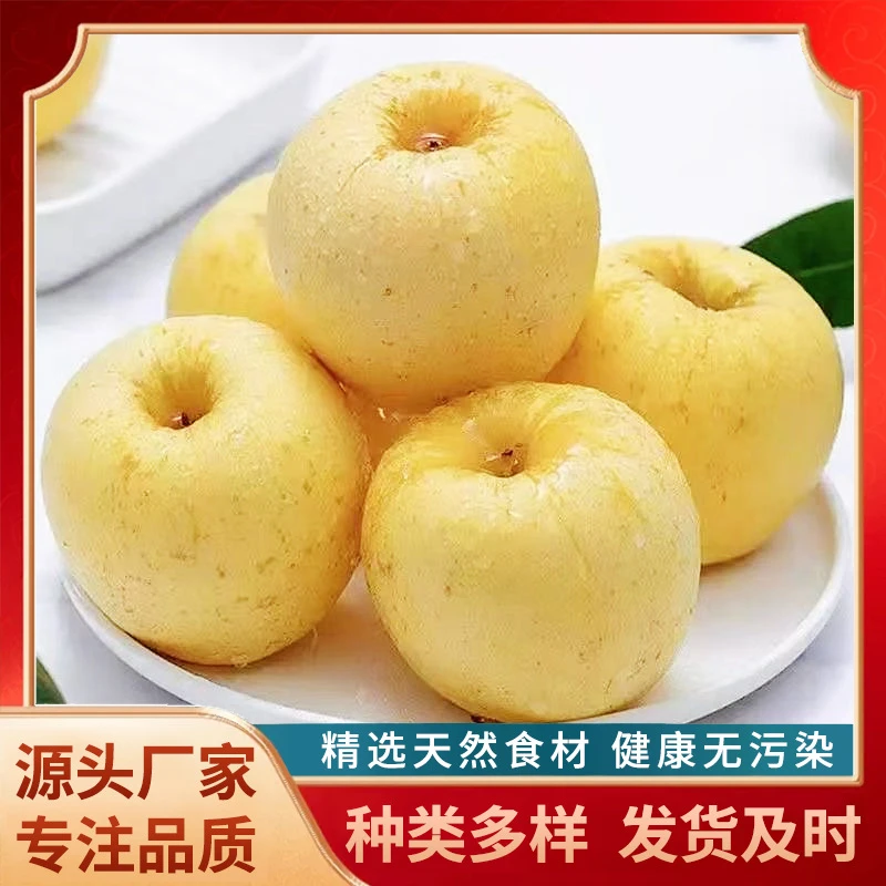 珊瑚绒 烟台黄元帅苹果 联系换链接