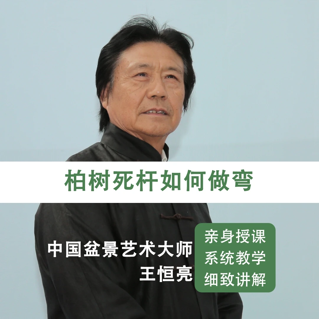 柏树死杆如何做弯