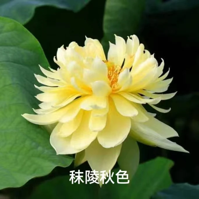 【秣陵秋色】观赏荷花黄色重瓣盆栽水生植物花卉种藕
