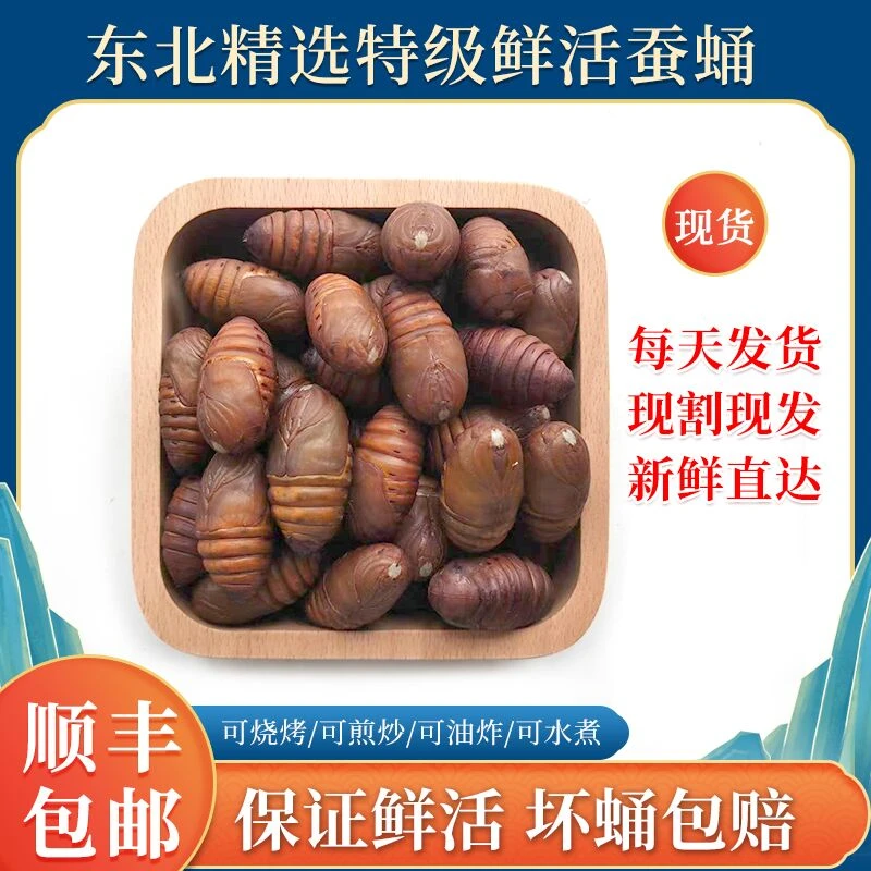 东北鲜活柞蚕蛹大个黄蚕蛹新鲜大个蝉蛹茧蛹高蛋白食材 顺丰包邮