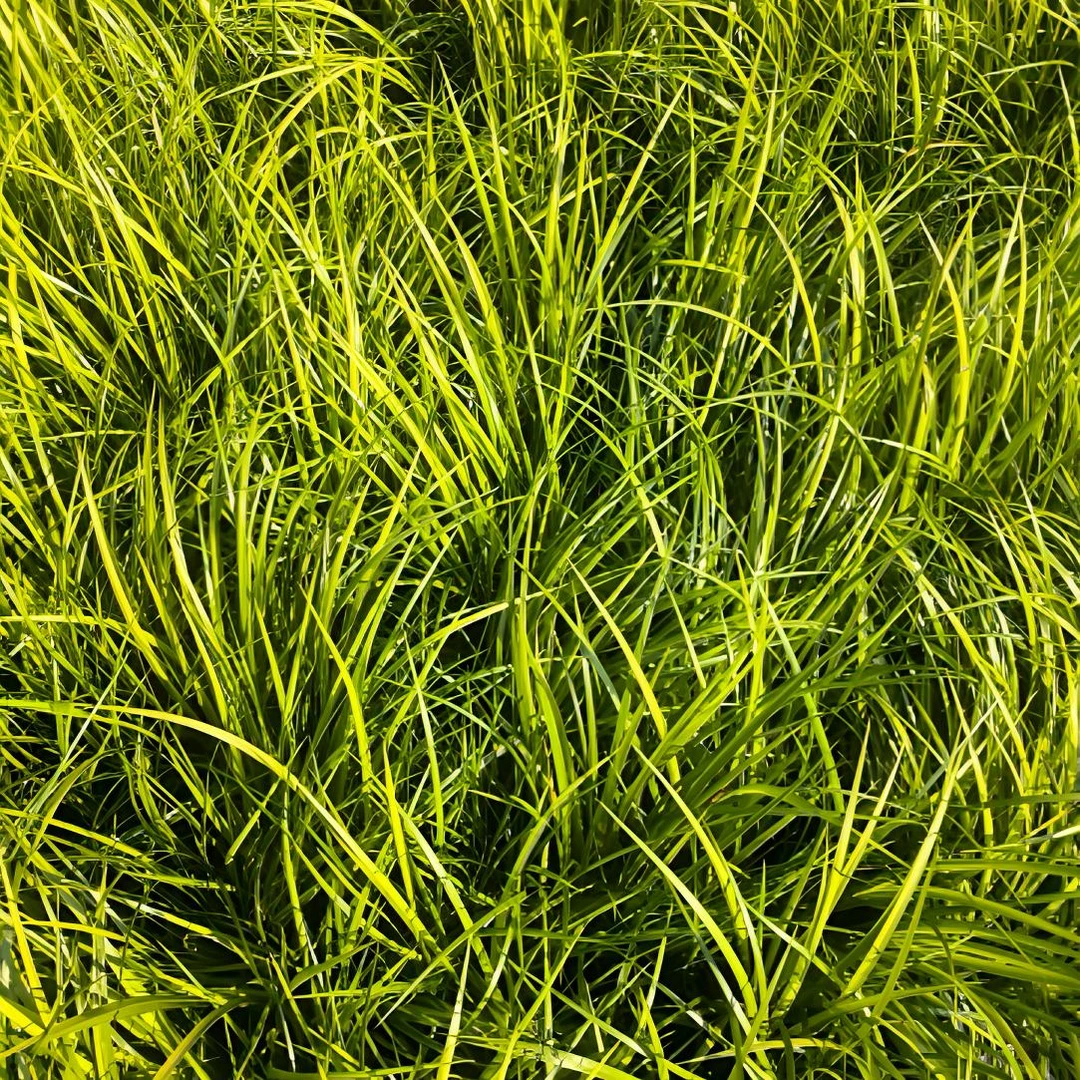 金叶石菖蒲【1加仑】绿植园艺 四季常青