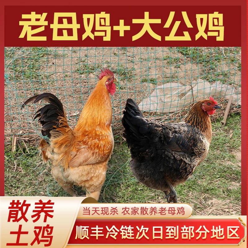 1只大公鸡3斤左右+送1只老母鸡2.5斤左右+松茸鲜+菌汤包+红烧料