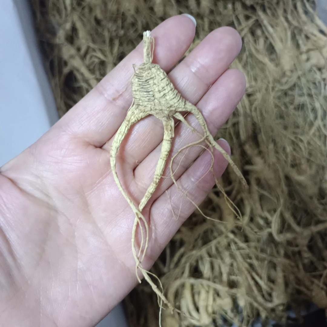 赠品  20年残参一只试吃