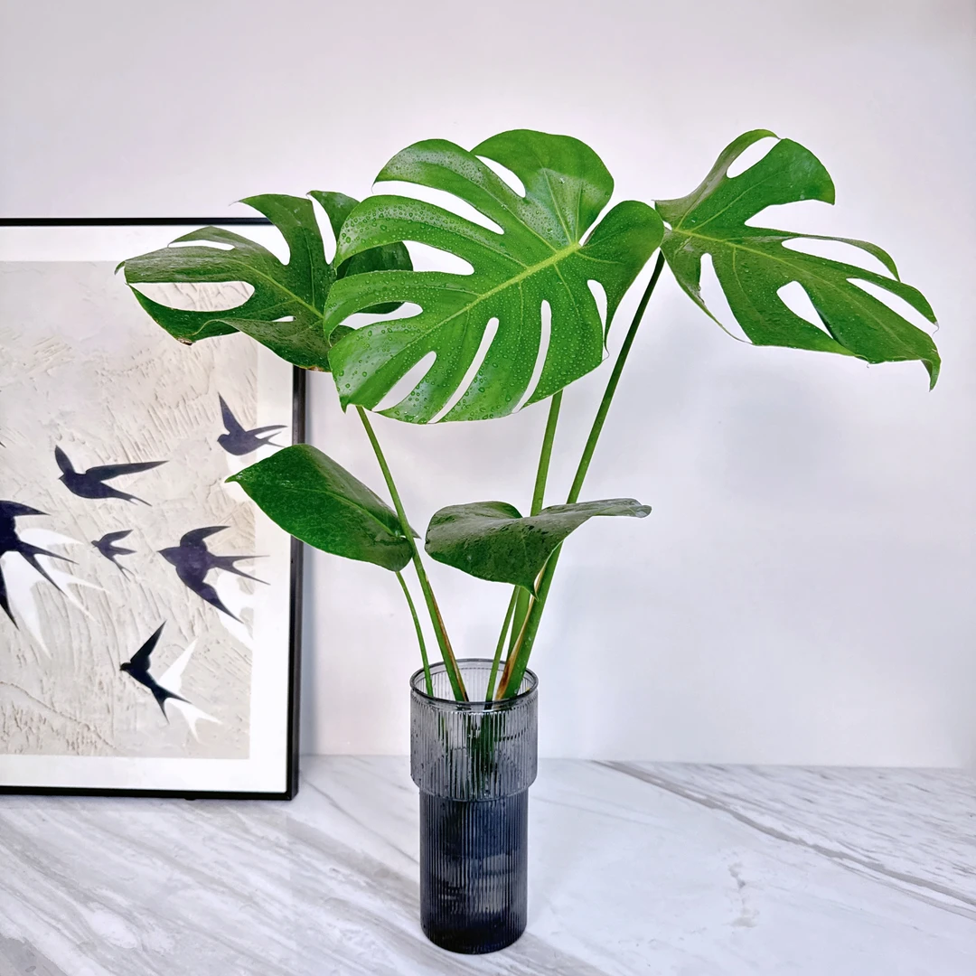 龟背竹大型盆栽绿植室内客厅吸甲醛净化空气四季常青大叶水培植物