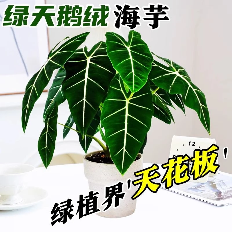 【超大绿天鹅海芋】室内盆栽绿植绿天鹅绒海芋北欧风观叶植物好养护