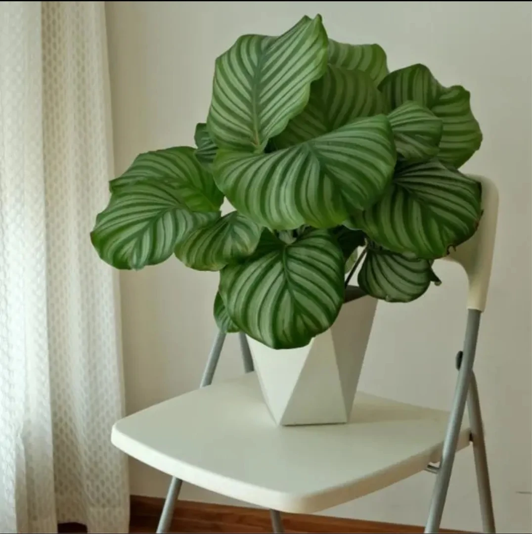 【青苹果竹芋】花卉大绿植盆栽室内办公室客厅电视柜绿植盆栽室内