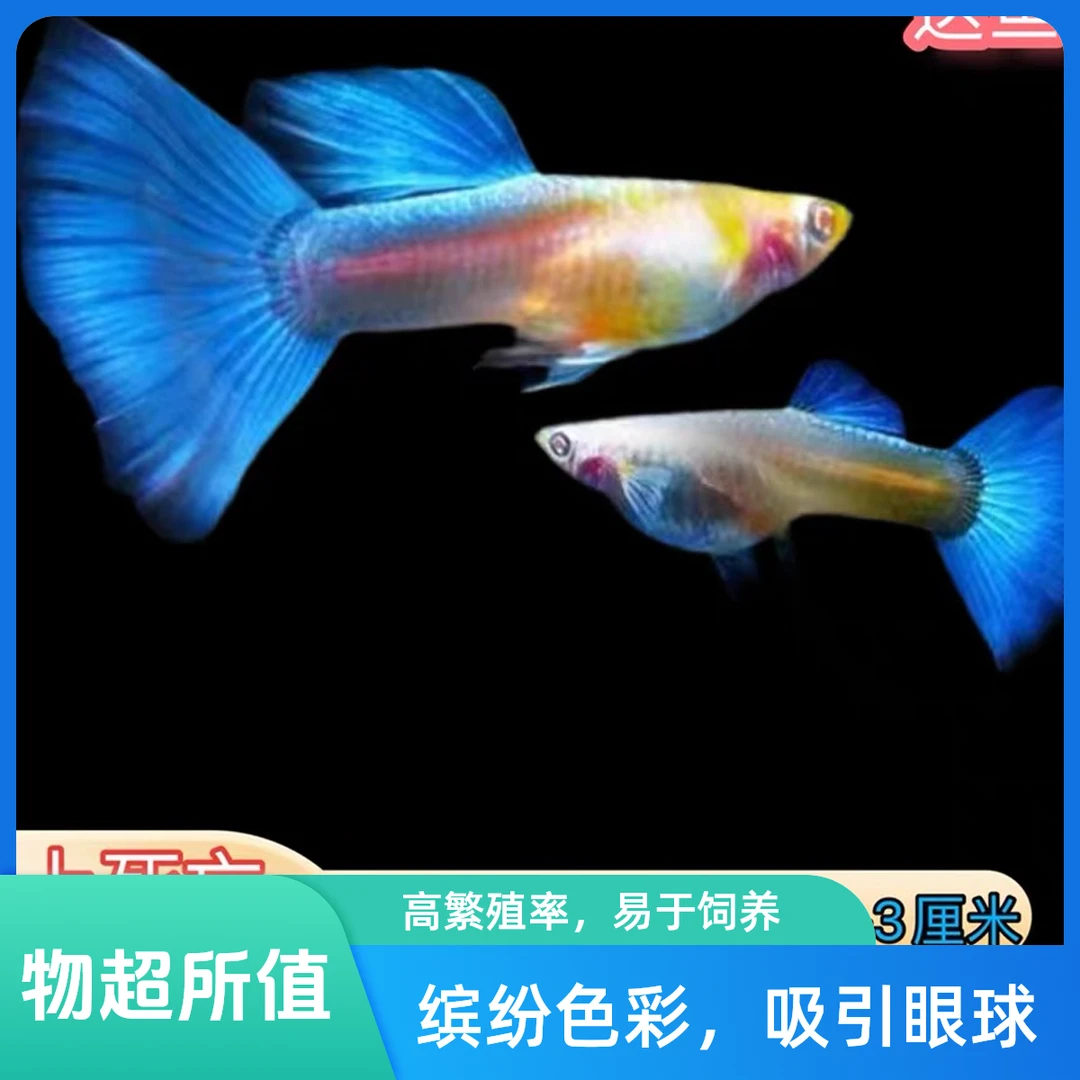 天空蓝孔雀鱼大尾巴凤尾好养 胎生爱活新手淡水热带鱼孕母临产