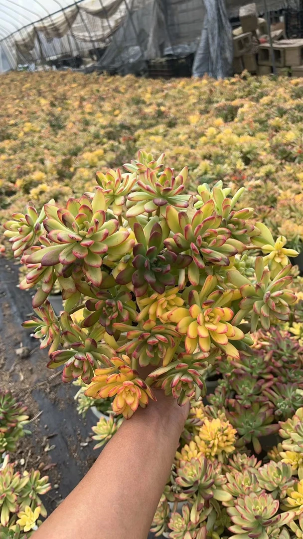 叮当锦 七彩云南  花开花卉 多肉植物 易养活 栽种养护