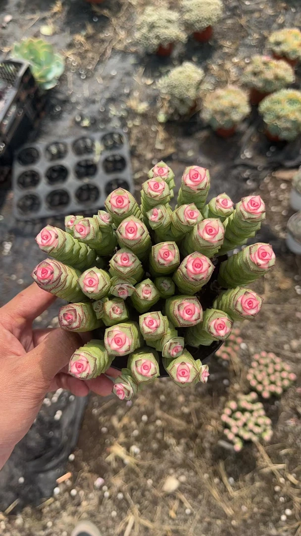 彩虹钱串 钱多多 花开花卉 多肉植物  栽种养护 带盆发货