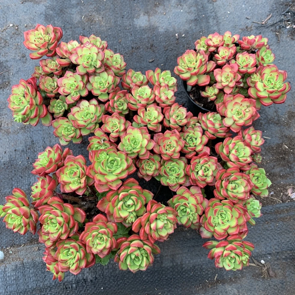 蒂亚  花开花卉【满9.9包邮】多肉植物 易养活 栽种养护 裸根发货