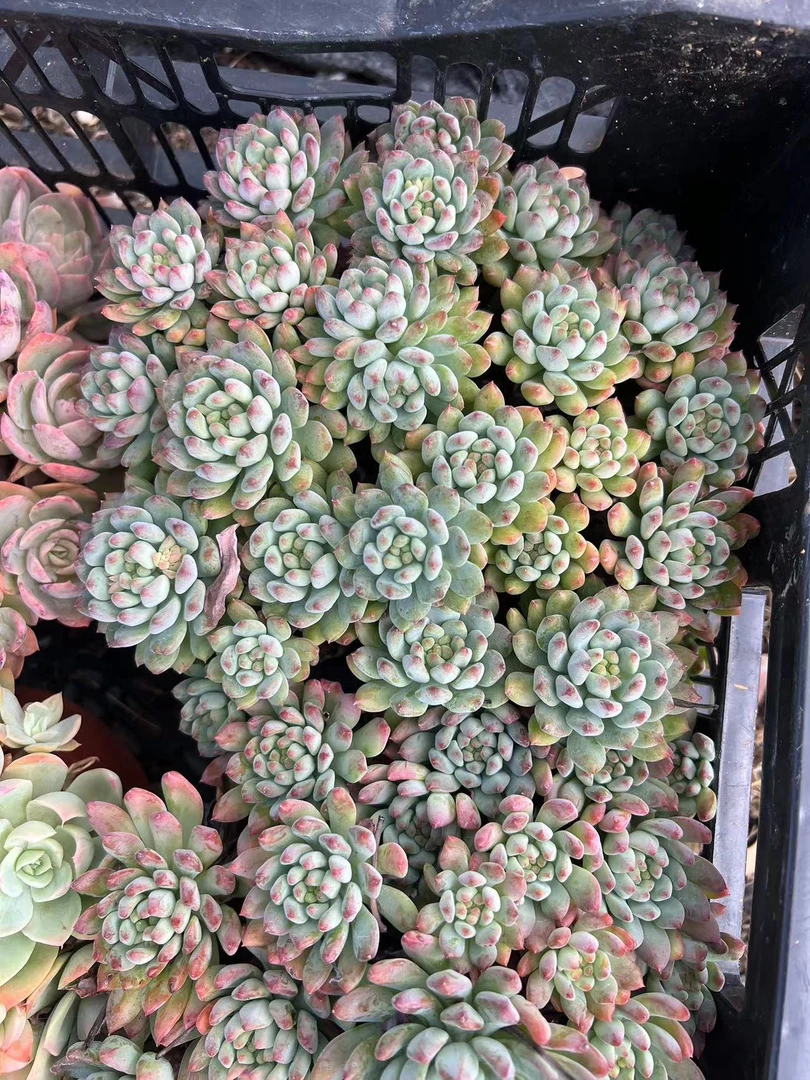 大群蓝苹果 花开花卉 多肉植物易养活栽种养护裸根发货