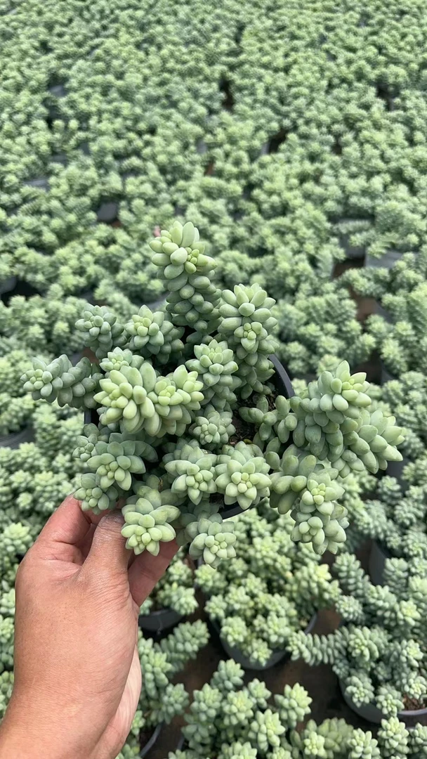 七彩玉坠 花开花卉 多肉植物 易养活栽种养护