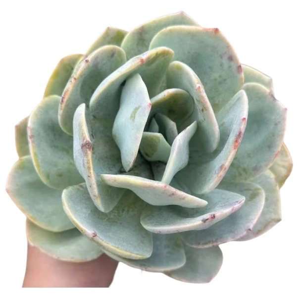大白凤 花开花卉【满9.9包邮】多肉植物 易养活 栽种养护 裸根发货