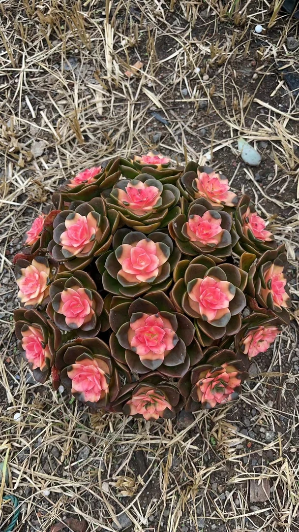 大罗曼蒂克 花开花卉 多肉植物易养活栽种养护裸根发货