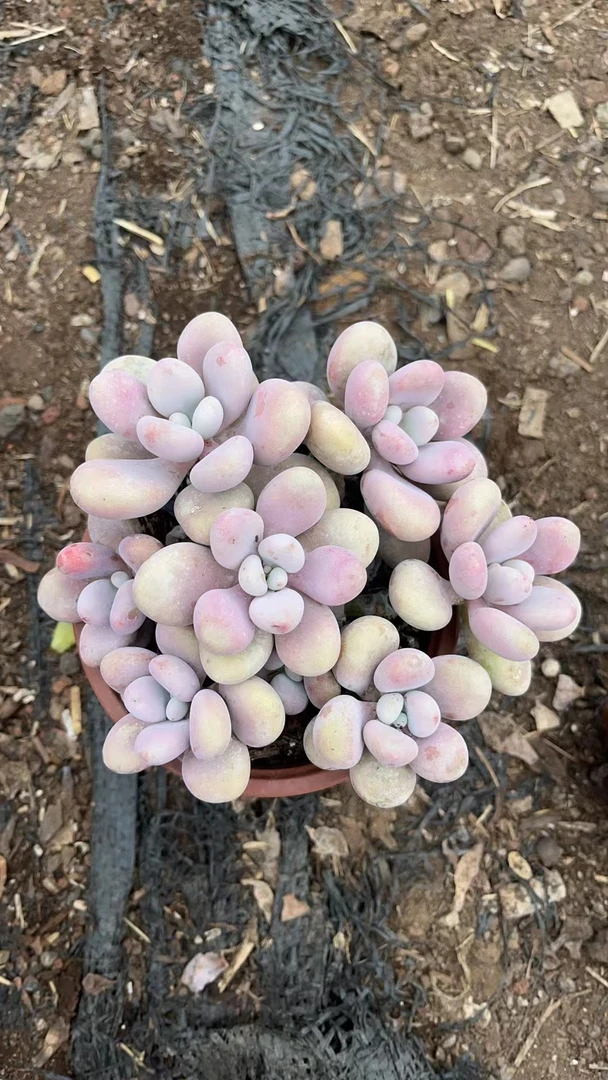桃蛋  多肉植物 易养活 栽种养护 裸根发货