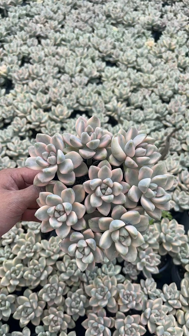 美杏锦 花开花卉 多肉植物 易养活栽种养护 裸根发货