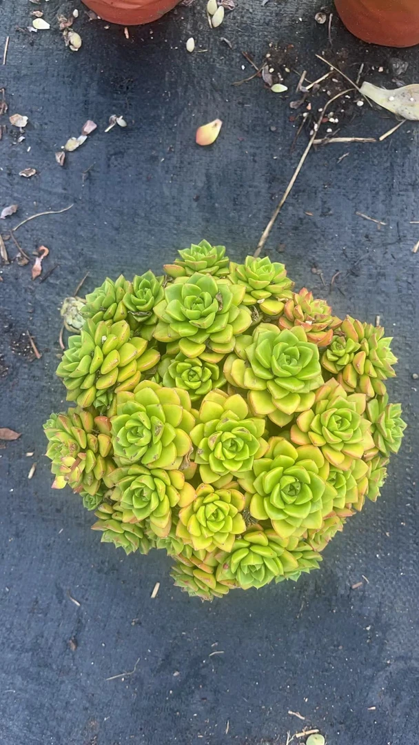 大蒂亚 花开花卉 星花怒放 多肉植物 易养活 栽种养护（不包整散）