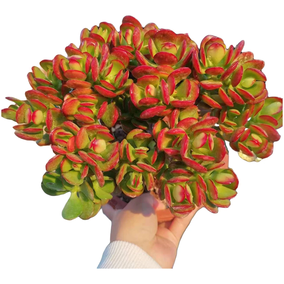 金钱木摇钱树多肉植物     居家好养
