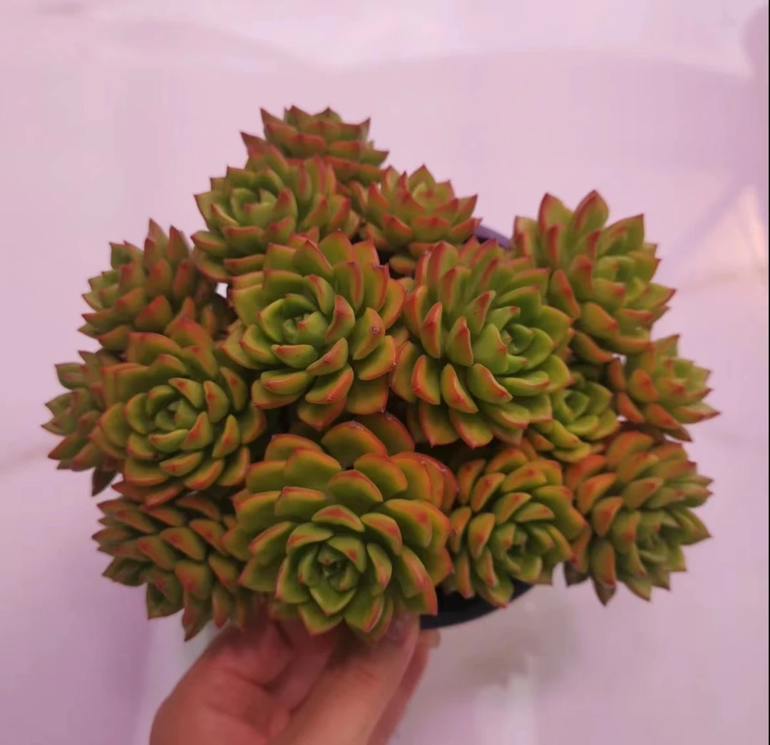蒂亚多肉植物 好养