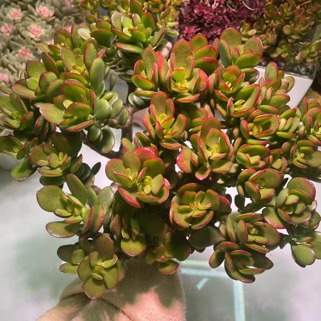 摇钱树 姬红花月 好看好养 多肉植物 脱土发货