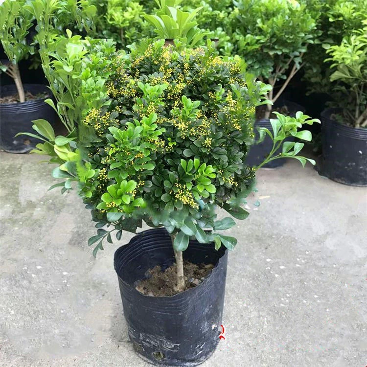 原土香水米兰花盆栽阳台庭院好养易活四季花开净化空气吸甲醛绿植