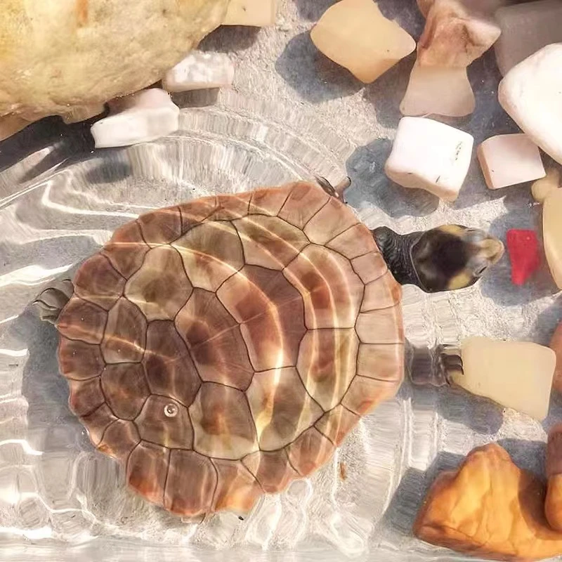 （直播间选龟，主播报价格，满意扣数字付款）不同尺寸观赏龟宠物龟