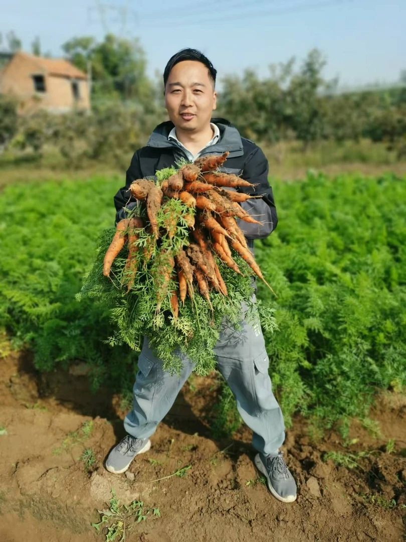 现挖！河南沙地胡萝卜带泥无药水洗新鲜萝卜儿童辅食维生素胡萝卜