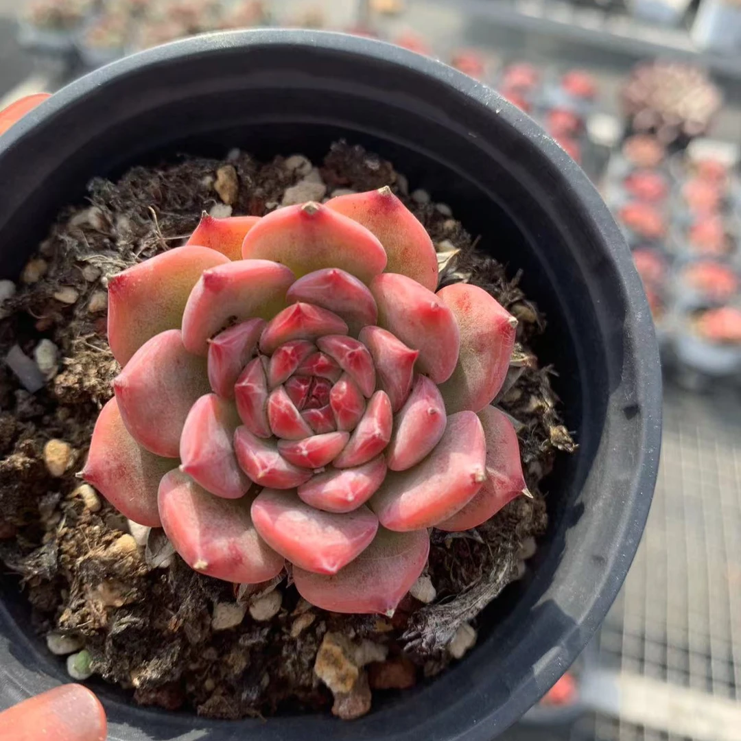 AK玛利亚单头 保3公分 精控精养多肉