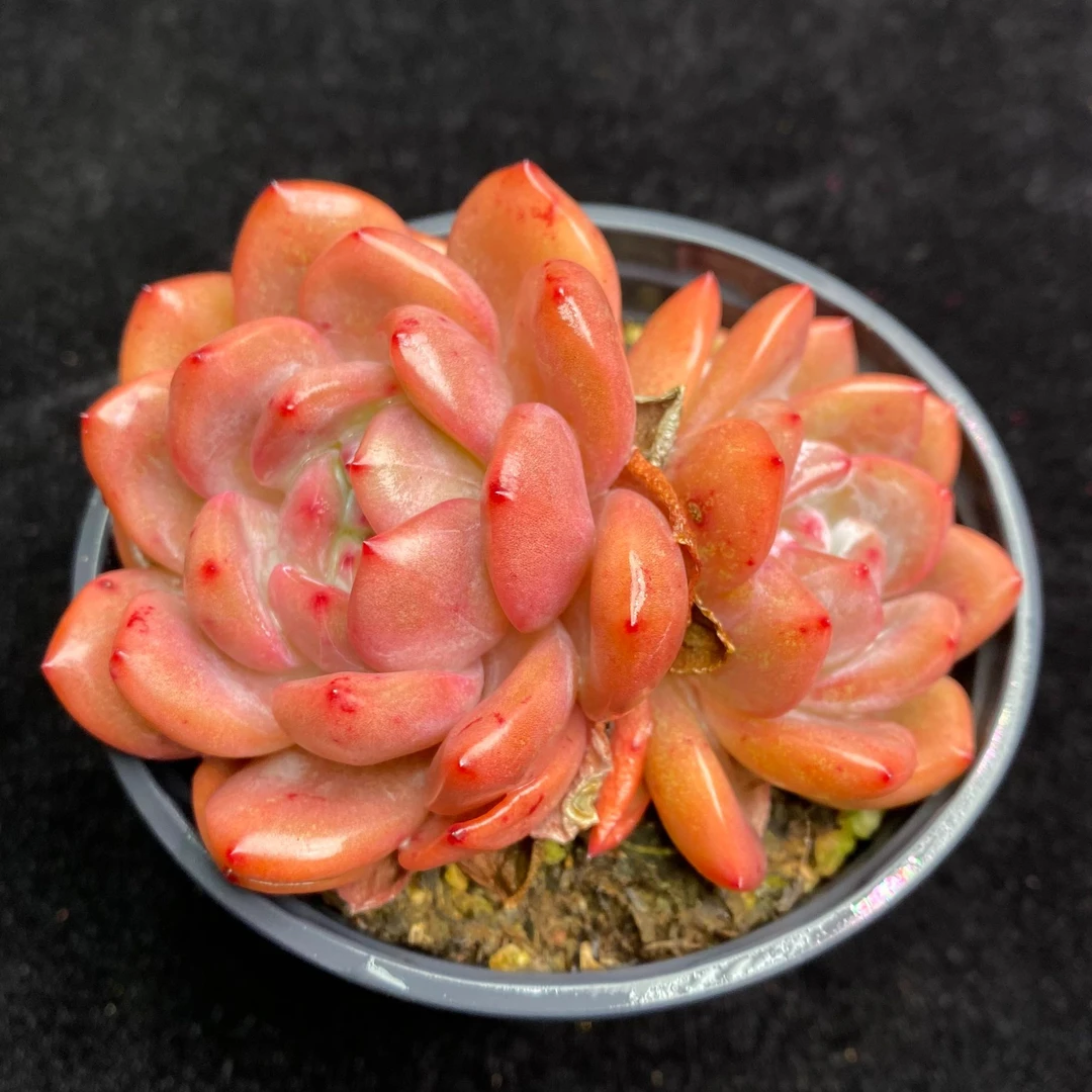 橙梦露双头 保7公分 精控精养多肉