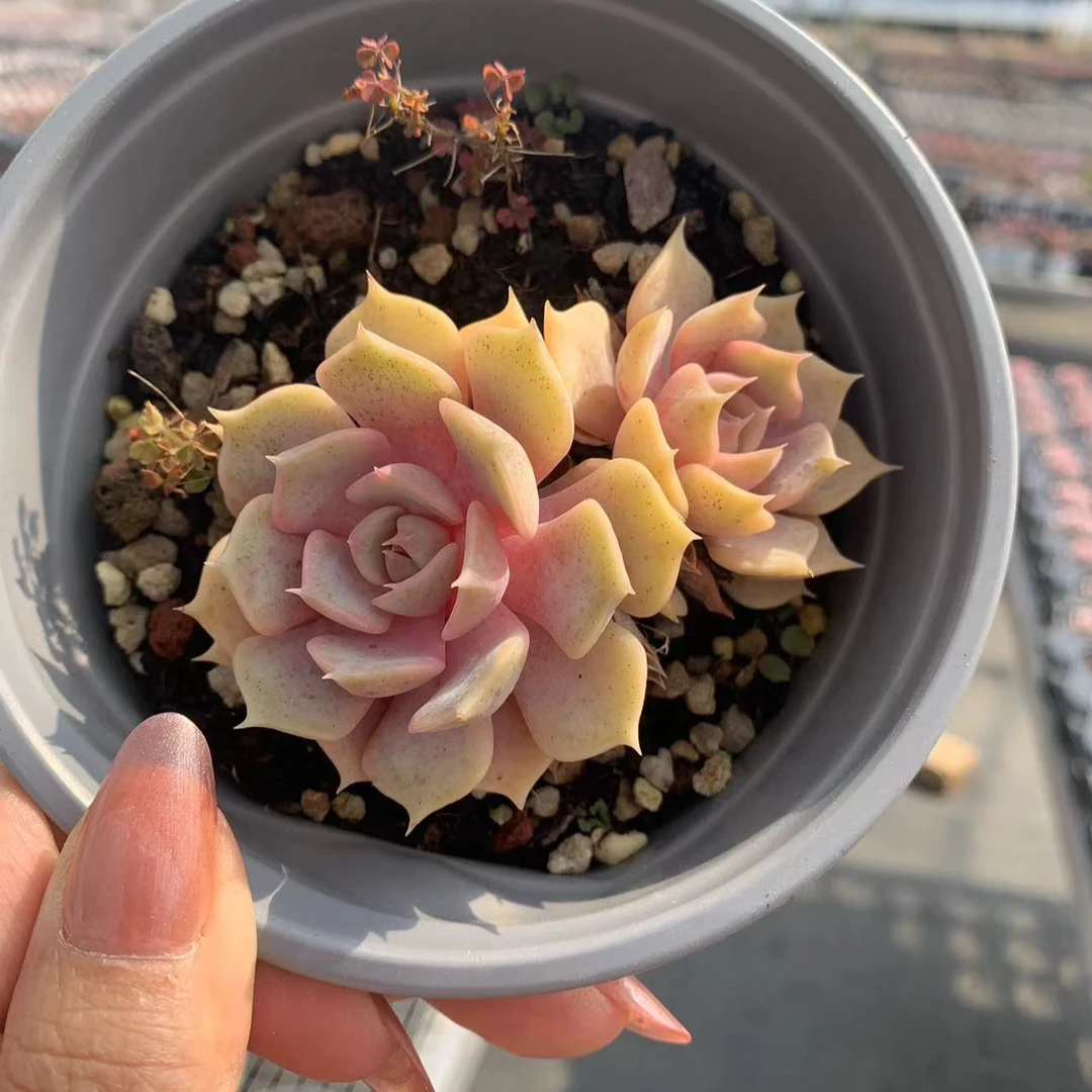 粉碟双头 保5公分 精控精养多肉