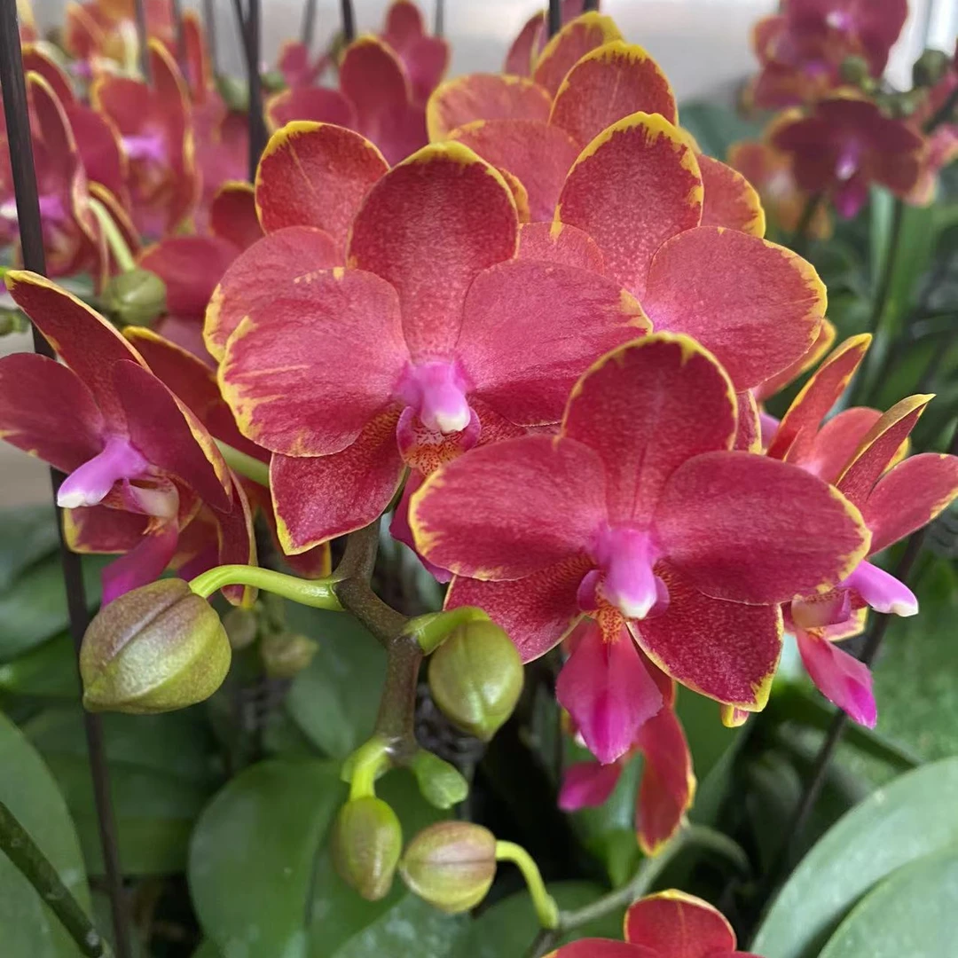 【金边番茄】室内花卉蝴蝶兰金边番茄3.5寸苗小叶子品种