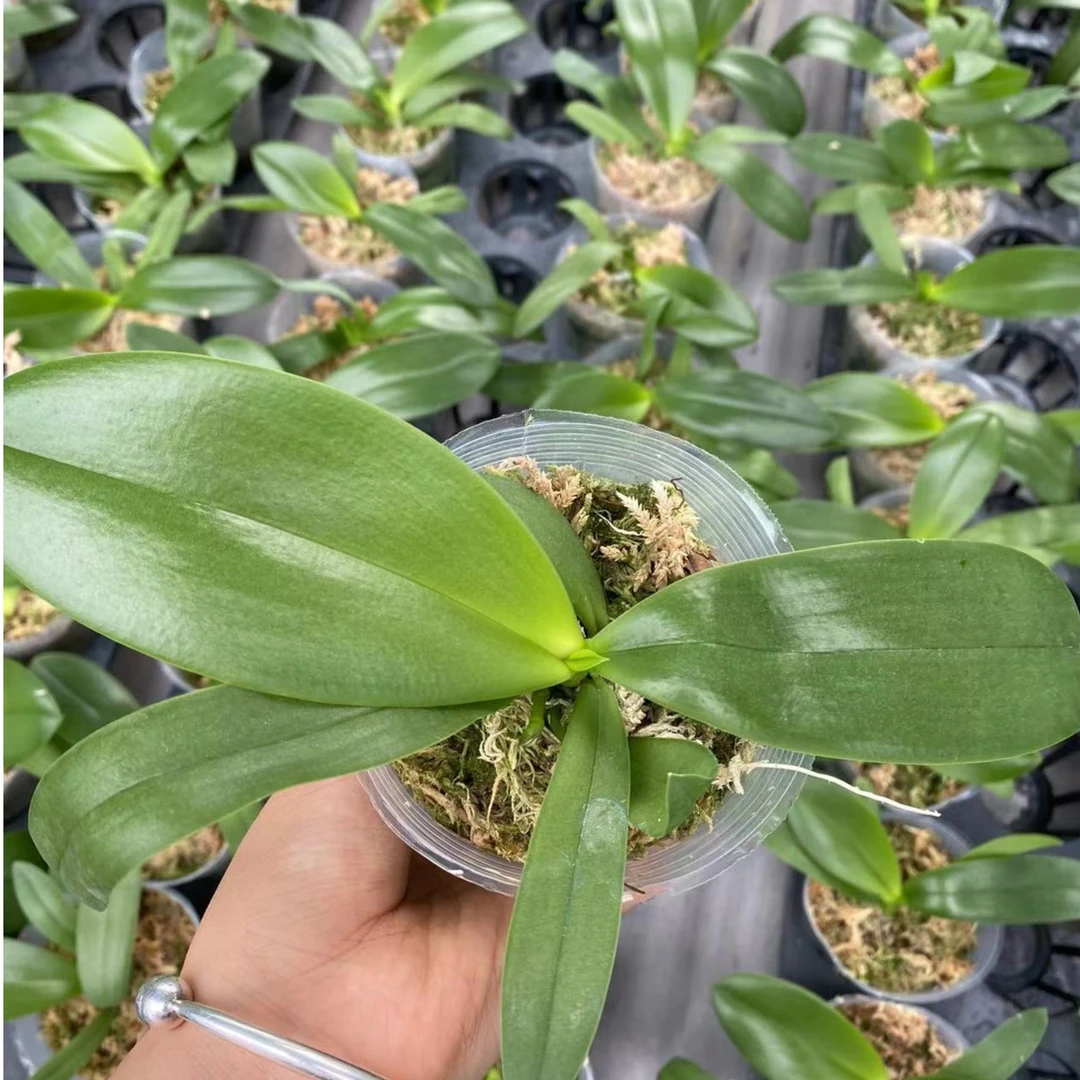 【红马丁】室内花卉蝴蝶兰半原生种红马丁2.8寸 叶子有瑕疵
