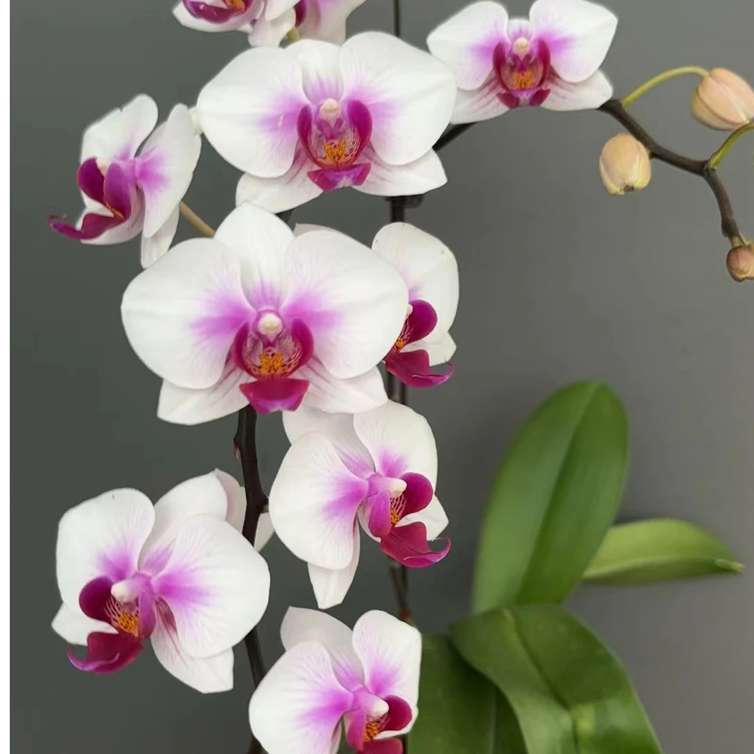 【阿诗玛】室内精品花卉蝴蝶兰3.5寸