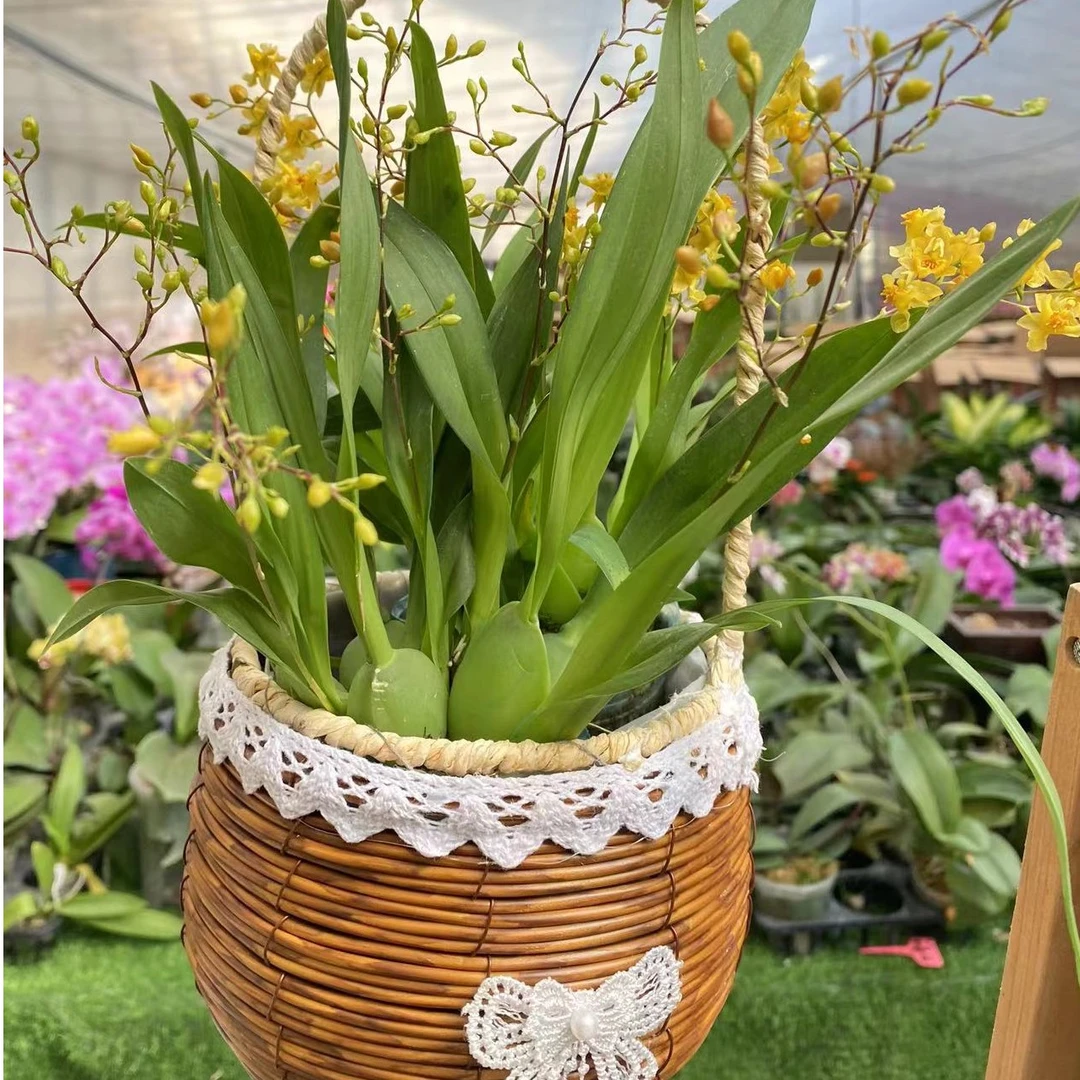 【梦香兰】室内盆栽带花苞罗曼香浓香型花卉文心兰桌面绿植