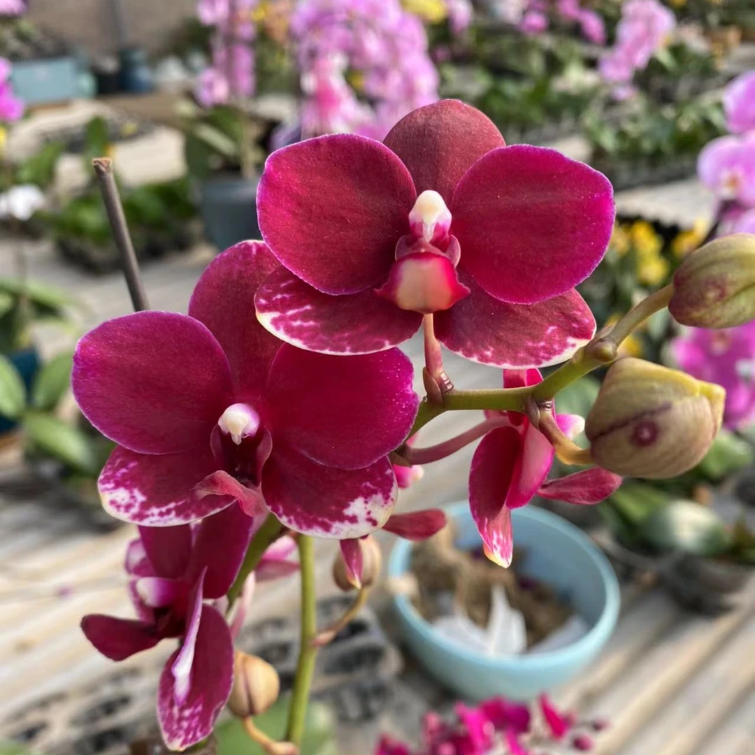 【胭脂】室内精品花卉蝴蝶兰——胭脂小叶子品种2.8寸