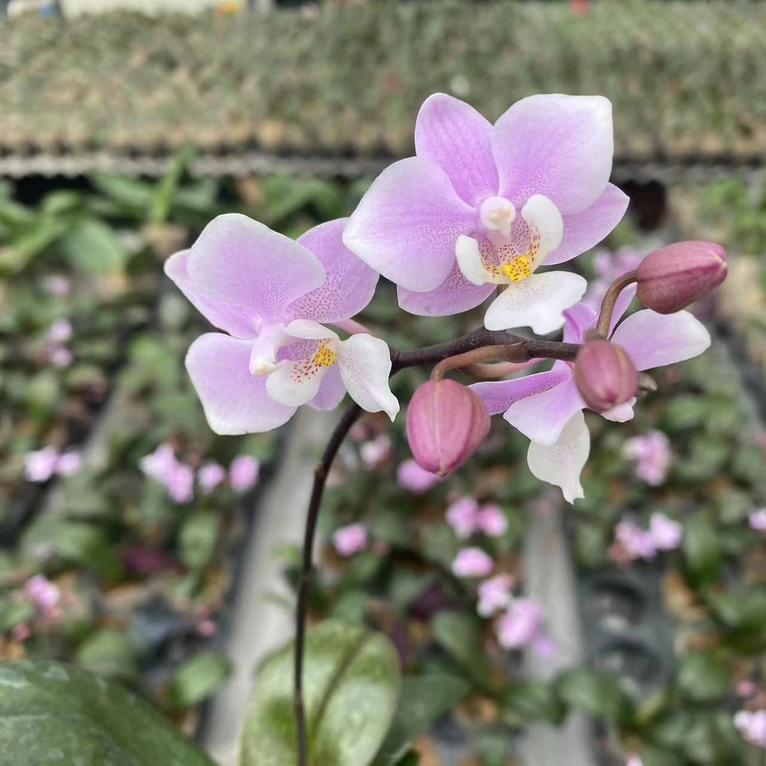 【樱兰】高档蝴蝶兰室内花卉蝴蝶兰 樱兰