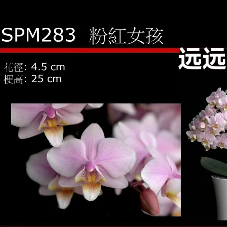 【粉红女孩】室内精品花卉蝴蝶兰2.8寸