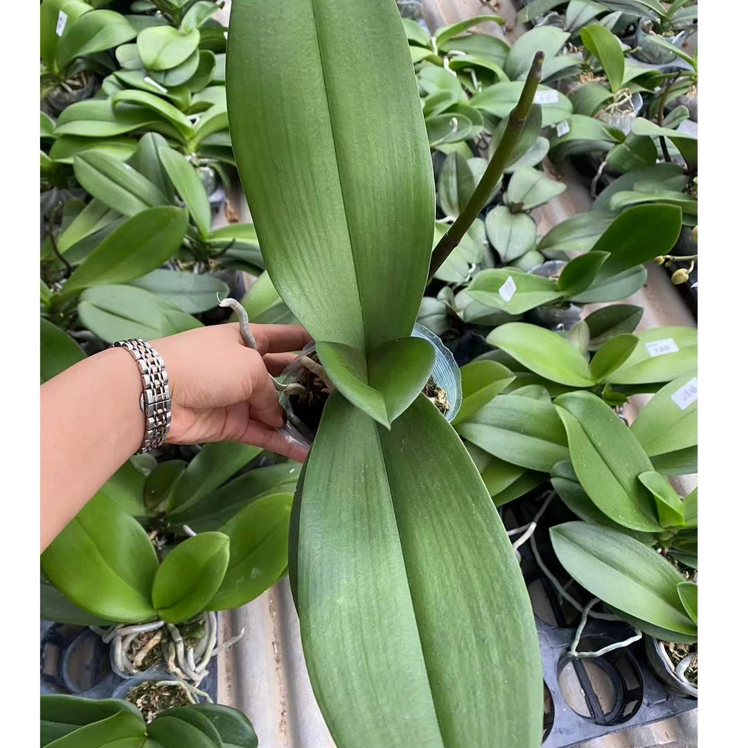 【粉梦幻女郎】室内精品花卉蝴蝶兰3.5寸