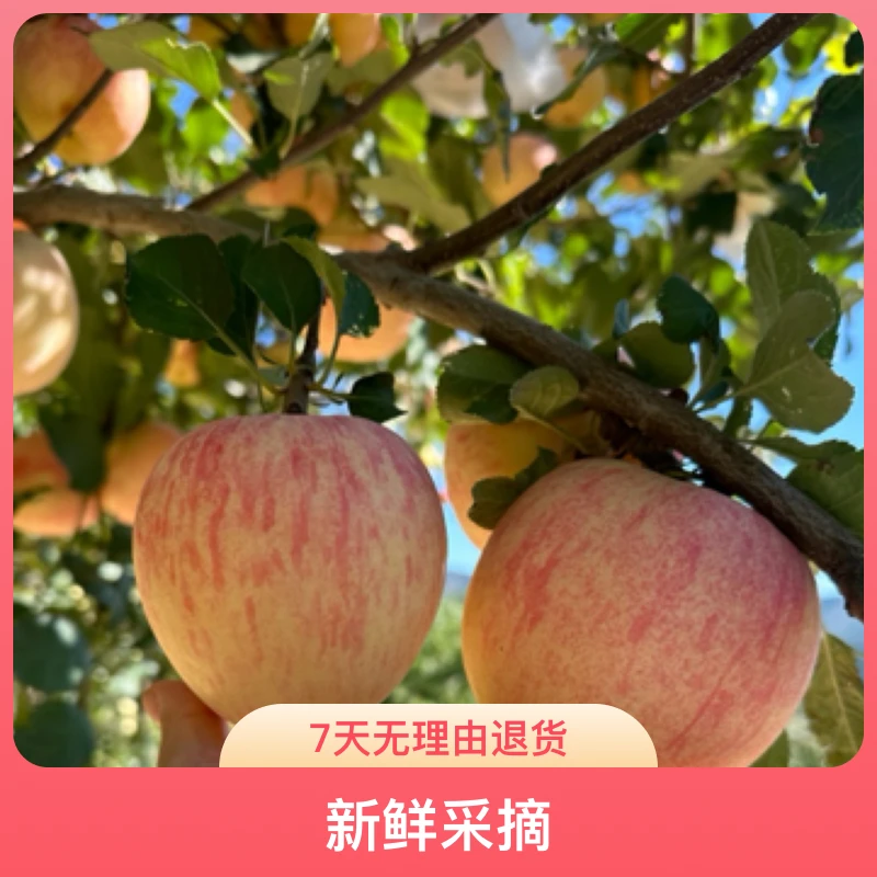 甜面脆凌源前进红富士苹果热卖中大果5-6斤黄瓤甜心包邮坏果赔