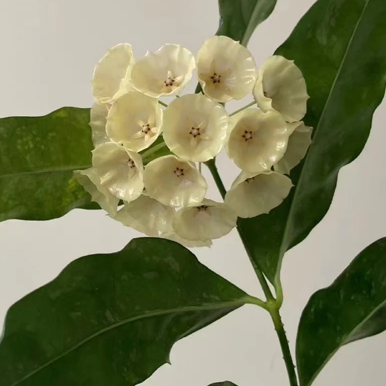 康鹏娜球兰直立型球兰品种花型奇特倒杯型米黄色铃铛柠檬香味小苗