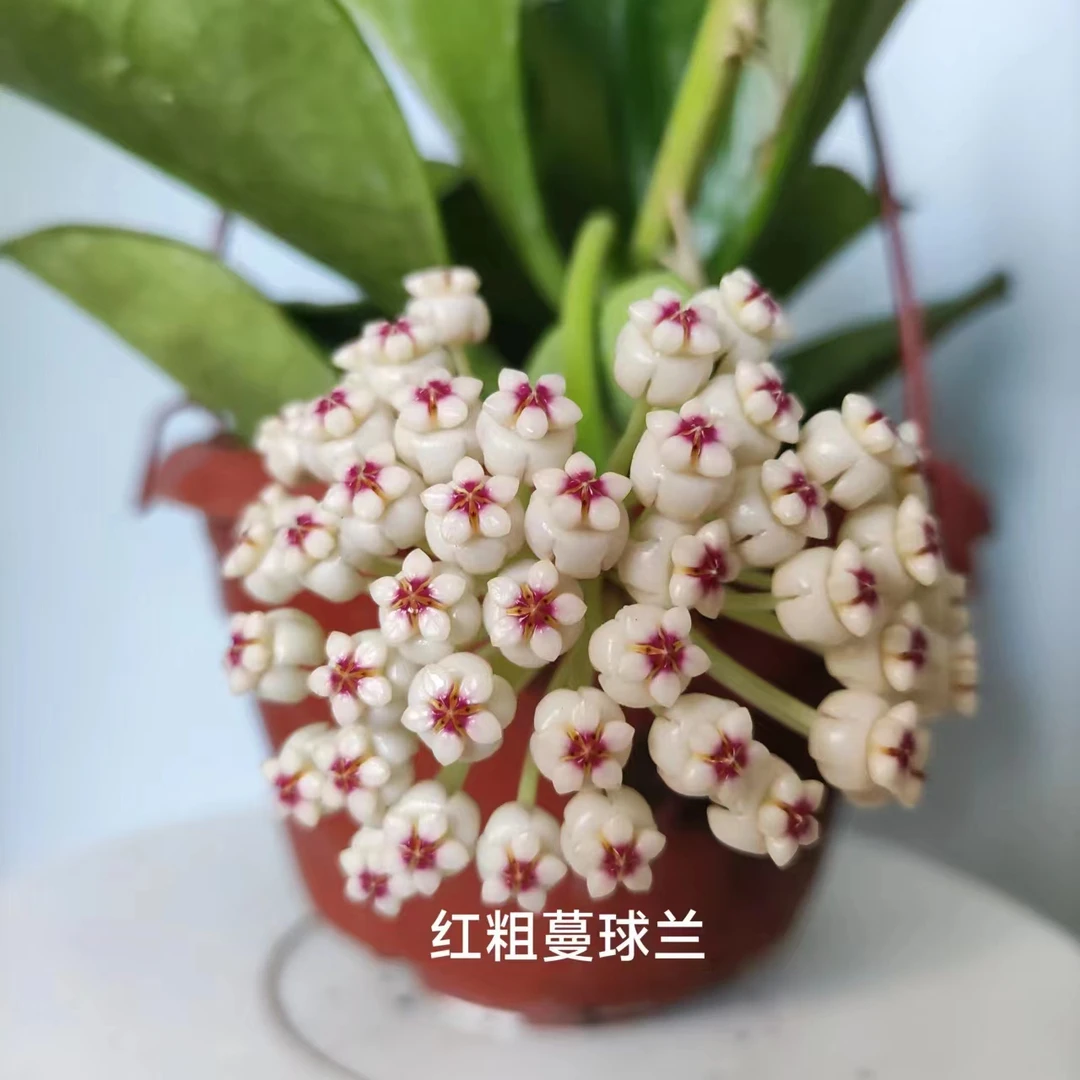 粗蔓球兰红粗蔓阳台趣味大花勤花浓香型蜜甜室内皮实好养好闻香气