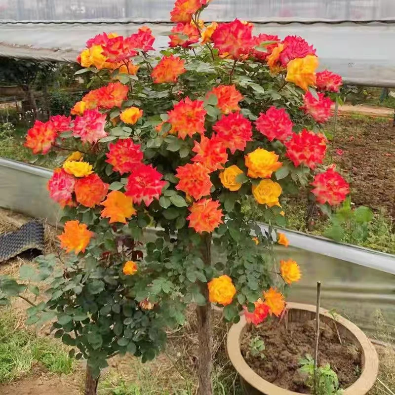 带花苞树桩月季多色阳台盆栽嫁接独杆特大花苗浓香庭院花卉高杆