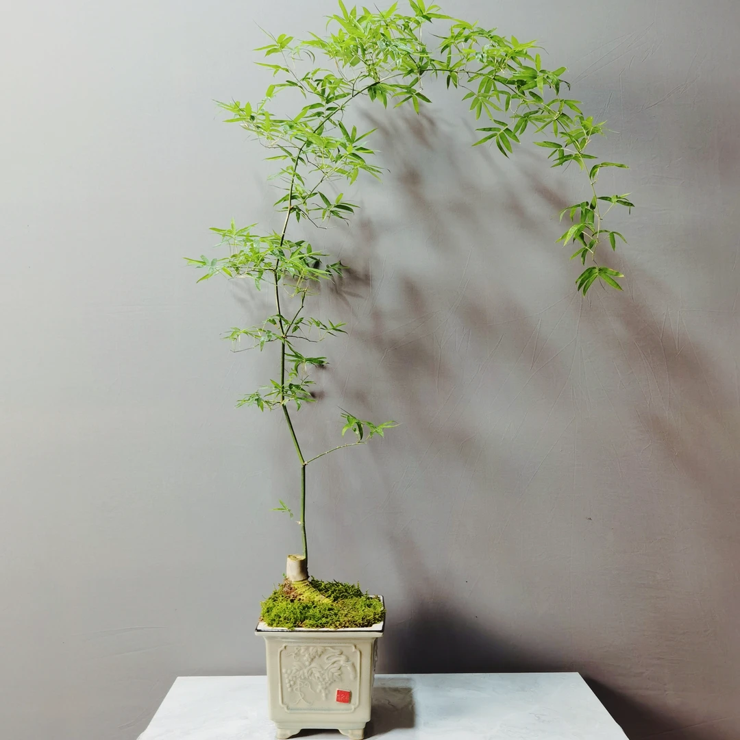 单飘老桩勒竹室内好养（一物一拍）