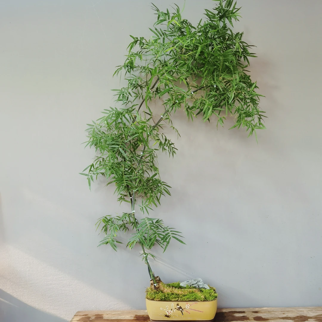 双飘老桩勒竹（一物一拍）室内好养！