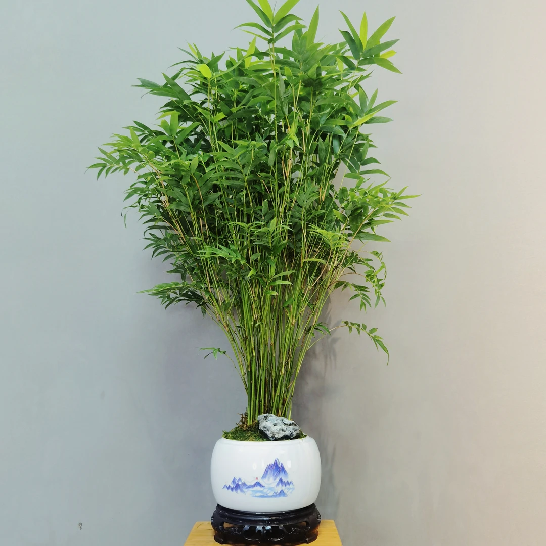 大枞林款翡翠观音竹搭配圆形青花瓷盆景水培绿植水培绿植