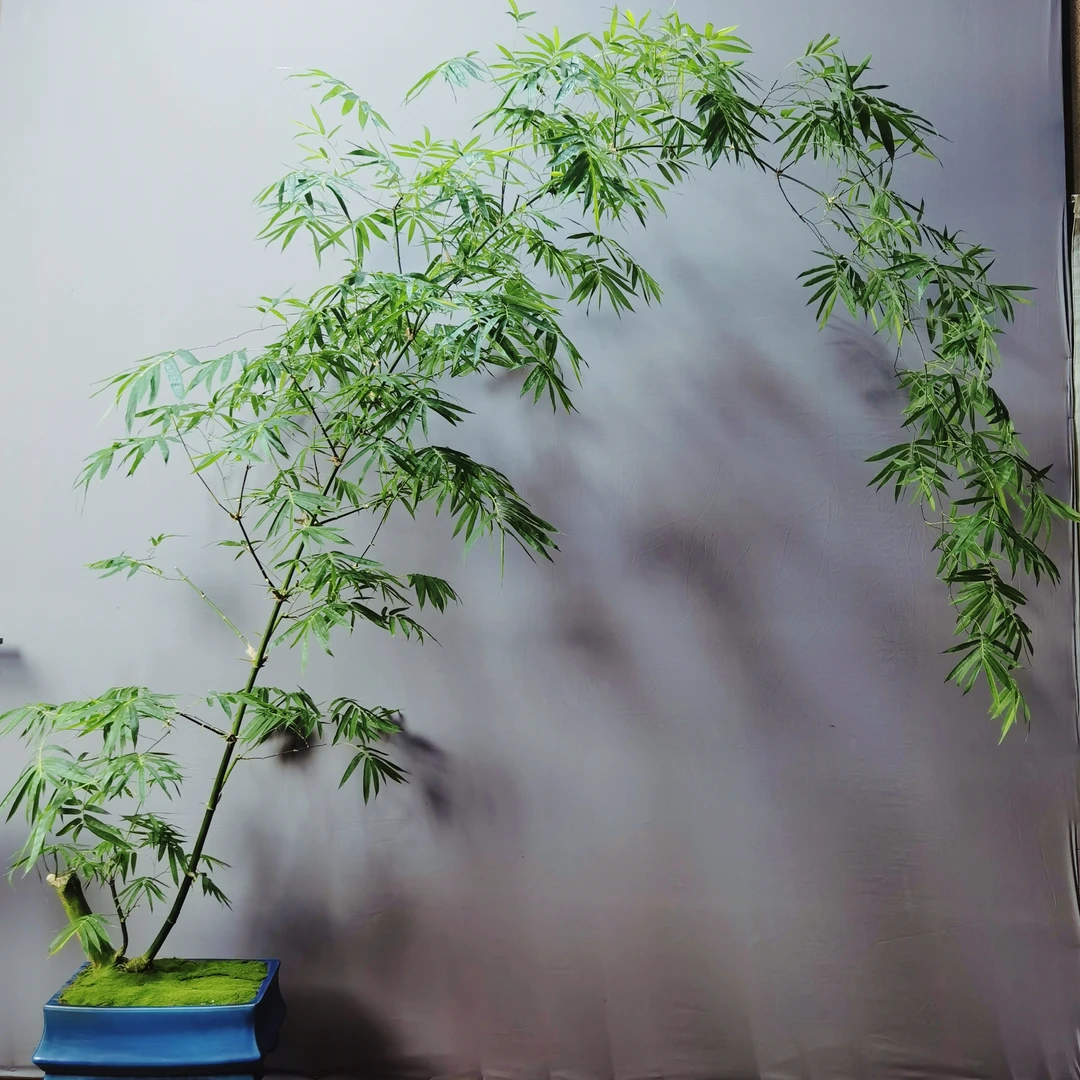 大飘老桩勒竹室内好养（一物一拍）